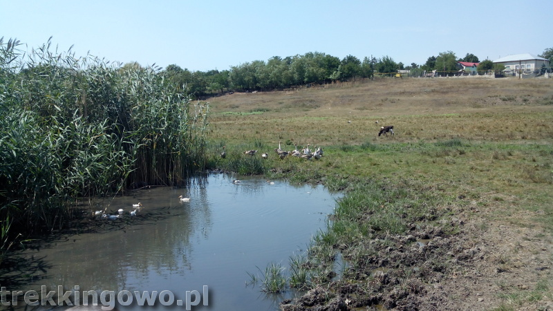 Mołdawia - Dzień 4 Strycza krajobraz gęsi