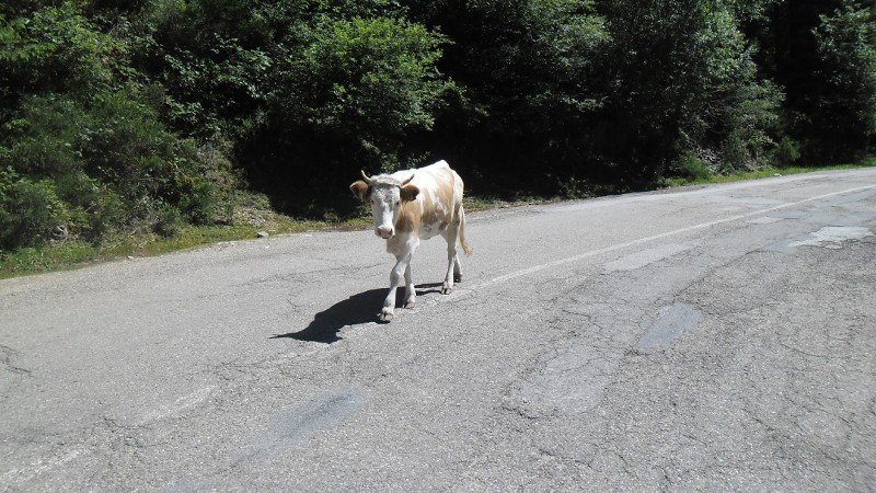 Rumunia rowerem krowa